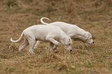 DOGUE ARGENTIN 181